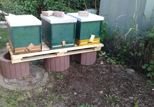 Abenteur Buckfast in Großraumbeute