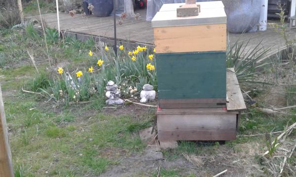 Schrebergartenbienchen