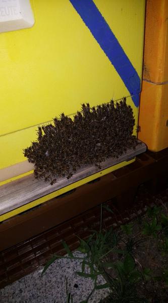 Sommer ...nachts...2018... auch Ihnen war wohl warm