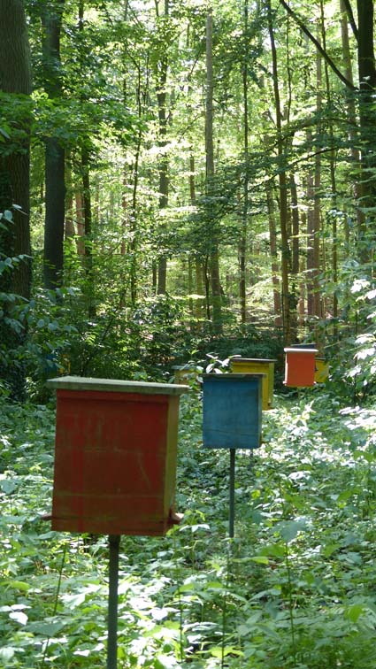 Begattungskästen auf der Belegstelle - Bild: Gisela Winkler