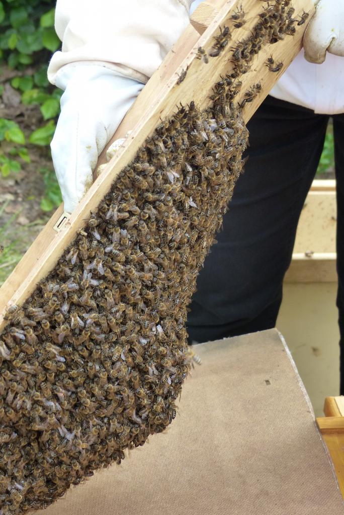 Er hat es sich am Deckel gemütlich gemacht...