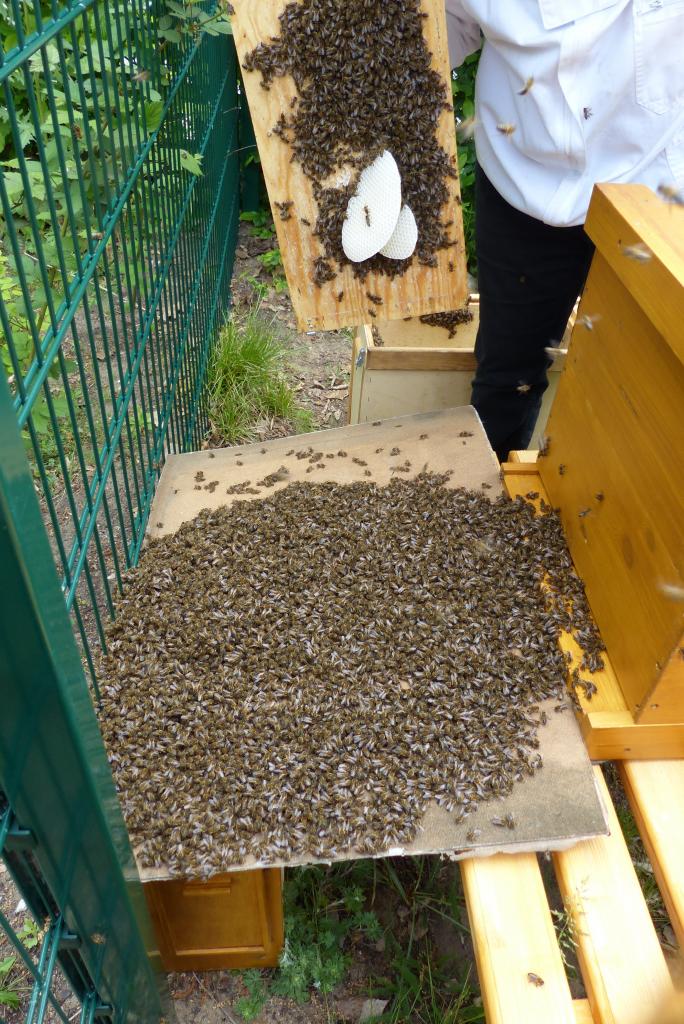 ...und sogar weissen Wabenbau errichtet.