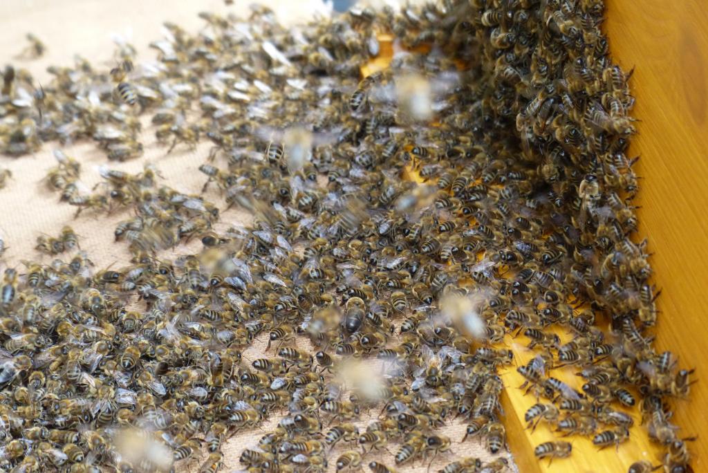 Nun geht es zu Fuss in die neue Behausung.