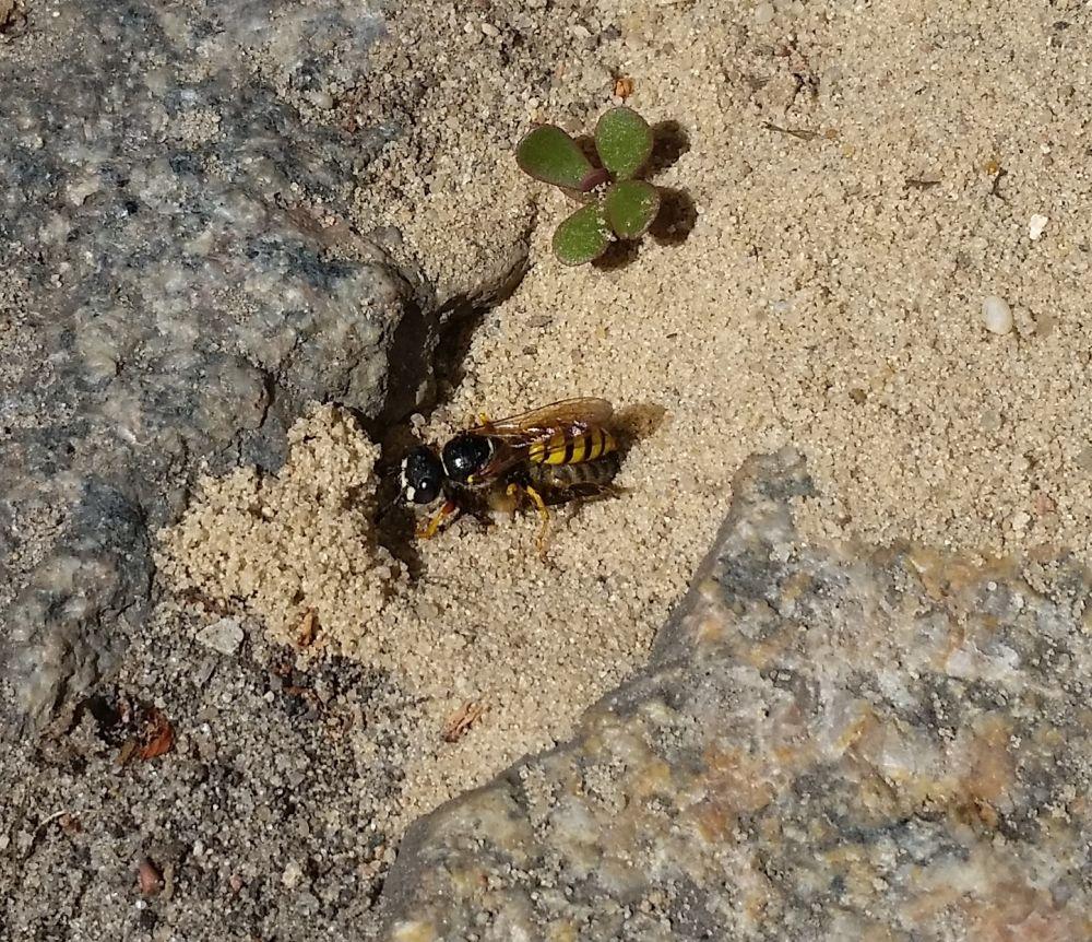 Der Bienenwolf <em>Philantus triangulum</em> bringt seine Beute heim.<br />Bild: Melanie von Orlow