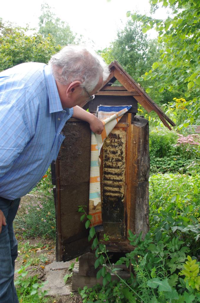 Frank Reichardt besucht ein kapitales Hornissenvolk in der Schaubeute.