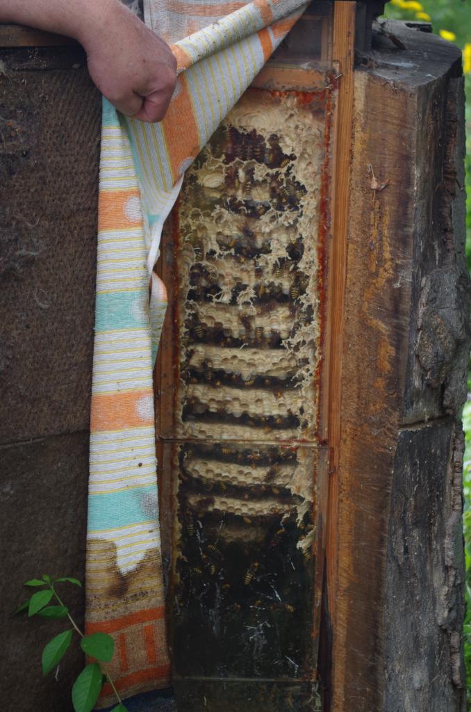 Eine stolze Größe für dieses Jahr!