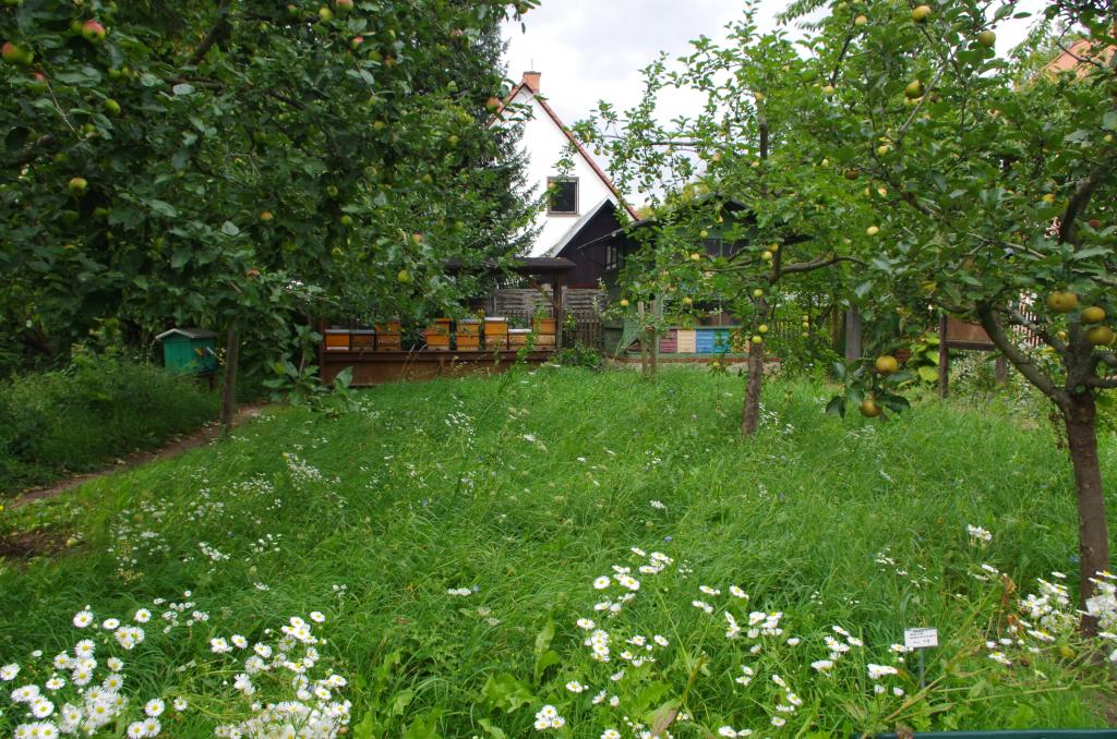 Der Bienengarten mit Bienen und Obstblüten