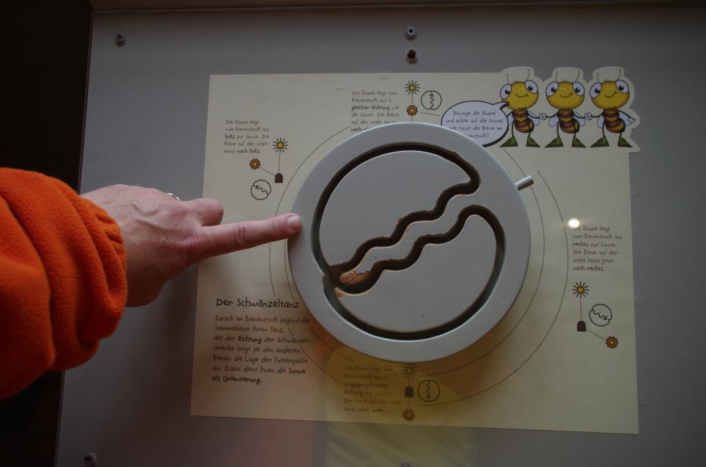 Ganz einfach und anschaulich - der Bienentanz