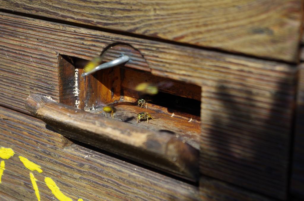 ...denn auch der von Wespen besiedelte Bienenkasten darf so bleiben.