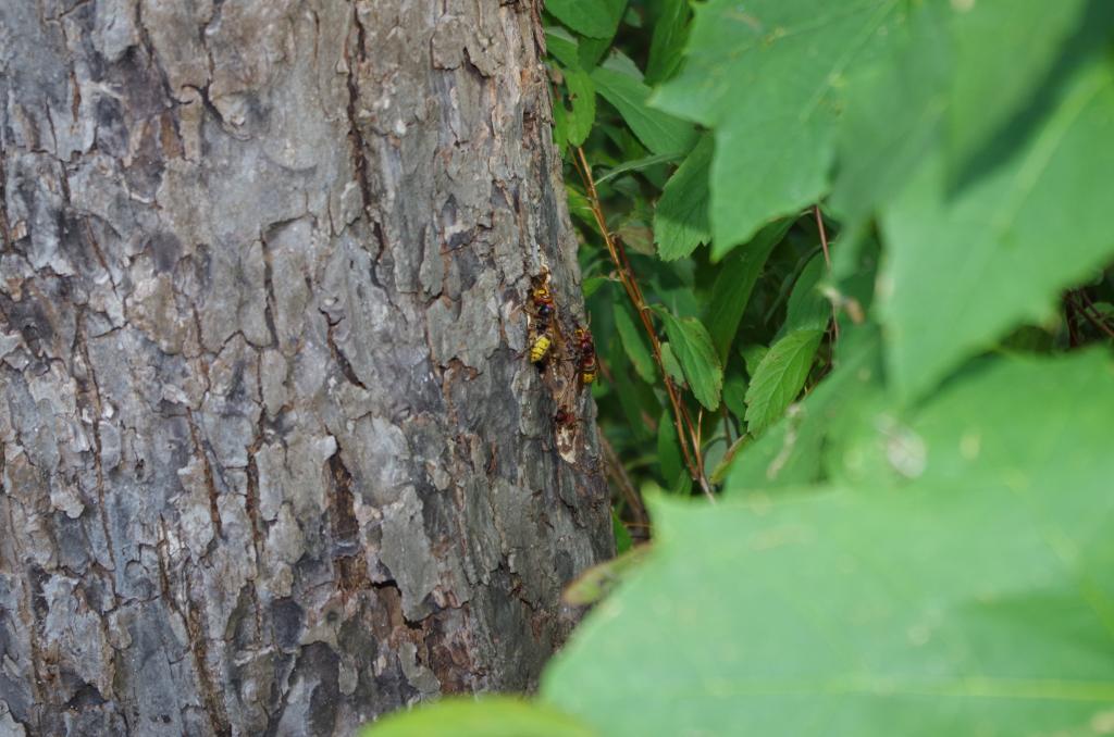 Keinen halben Meter vom Hauptweg in nur 1 Meter Höhe wohnt ein Hornissenvolk - und wird von den Hunderten Besuchern problemlos passiert und bestaunt.