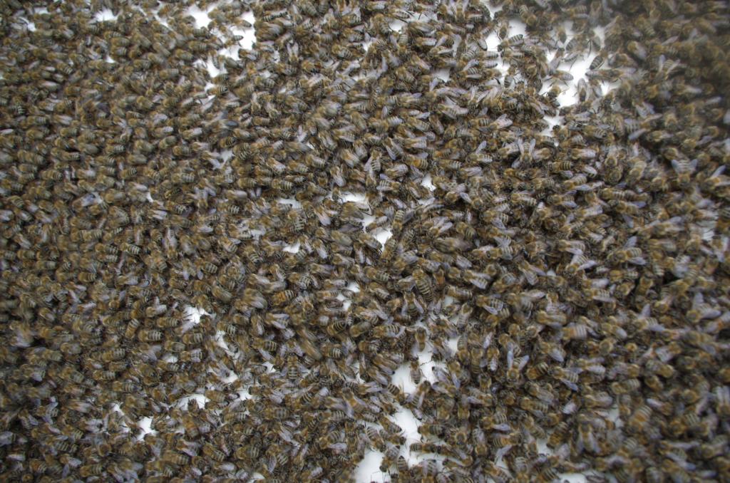 "Wimmelbild" des einlaufenden Schwarms - mit Königin zum Suchen und Finden (Bild: M. von Orlow)<br /> 