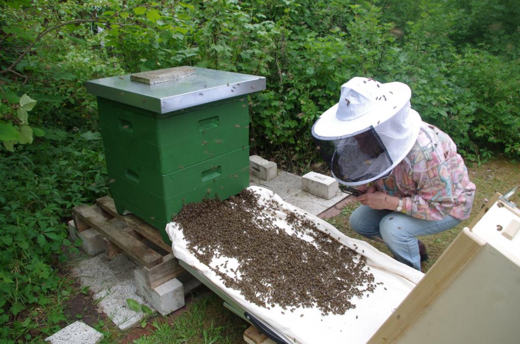 Einlauf der ersten eigenen Bienen in das neue Heim (Bild von M. von Orlow, Imkerin: C. Schumann)