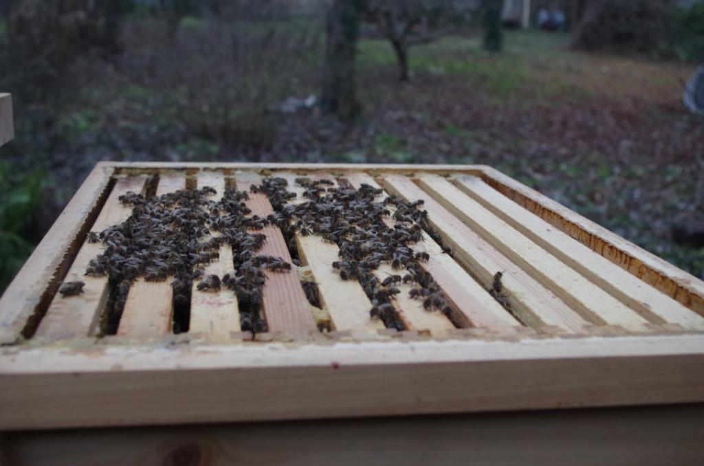 Bei kühlen 5 Grad geöffnet ist dieses Volk irritiert aber friedlich nach dem Öffnen - keine flieht!