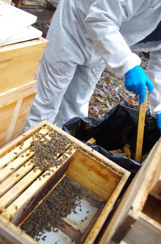 ...und in festen Müllsäcken bienendicht entsorgt.