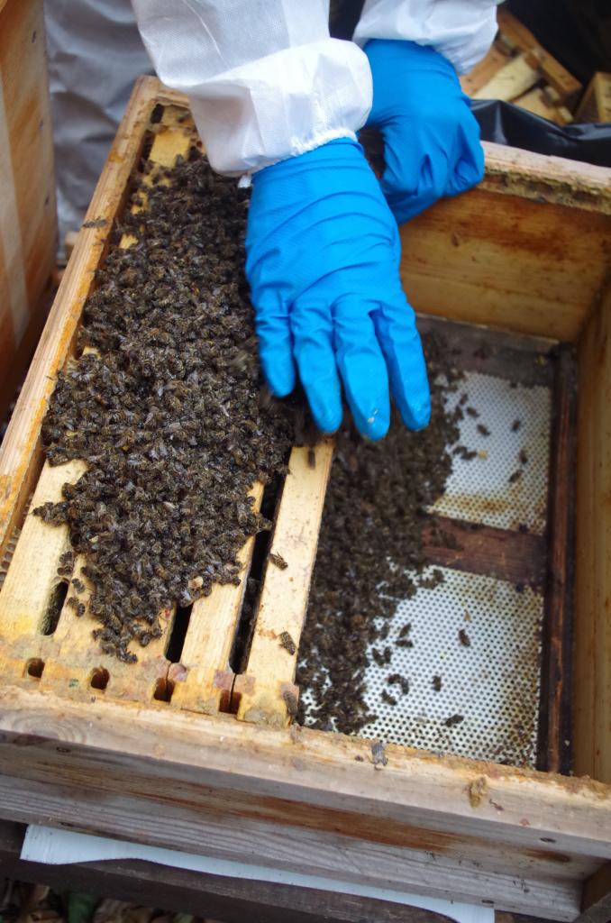 Die Rähmchen werden entnommen...