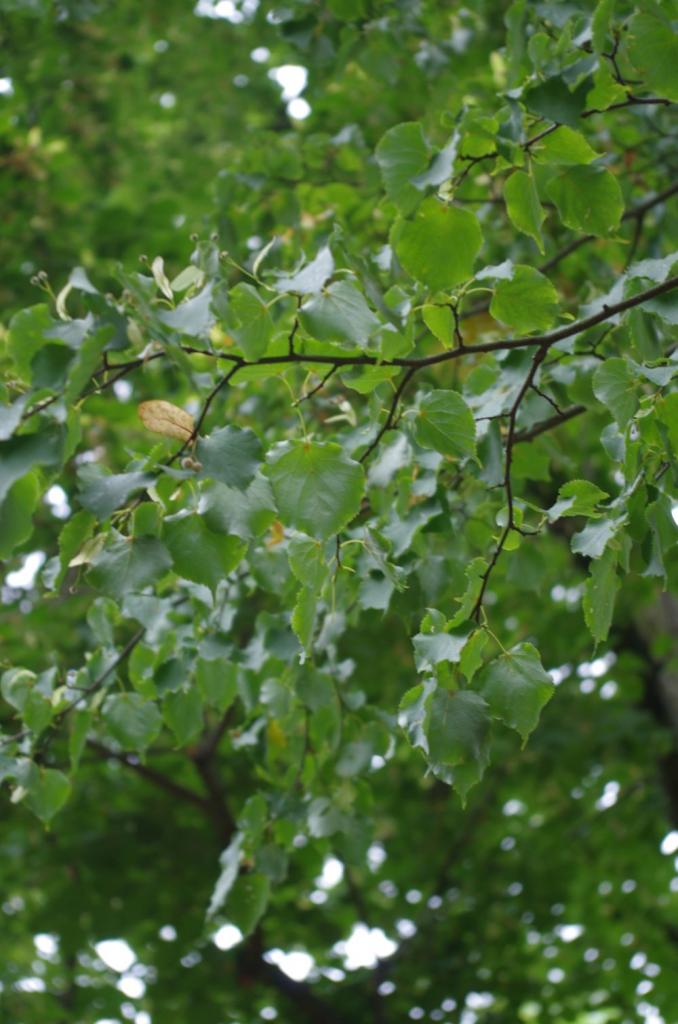 Die "Holländische Linde" ist eine Kreuzung aus Sommer- und Winterlinde und bietet ebenso viel Nektar - sofern sie ausreichend Wasser hat. Die Sommer-Linde hat größere Blätter als die Winter-Linde und letztere hat gelbliche Haarbüschel in den Aderachseln auf der Blattunterseite.