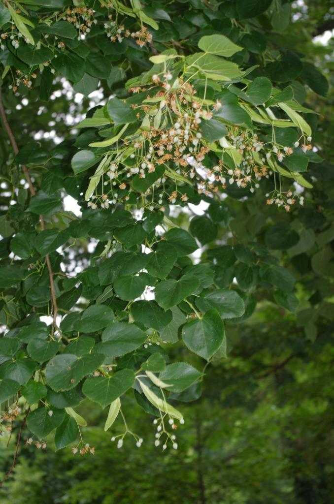 Die Krim-Linde ist eine reiche Nektarquelle, die sich - bei mäßigen Temperaturen unter 30°C - in der Blüte direkt an die Blütezeit der Winterlinde anschliesst. Sie hat dunkelgrüne Blattoberseiten und rundlichere Blätter.