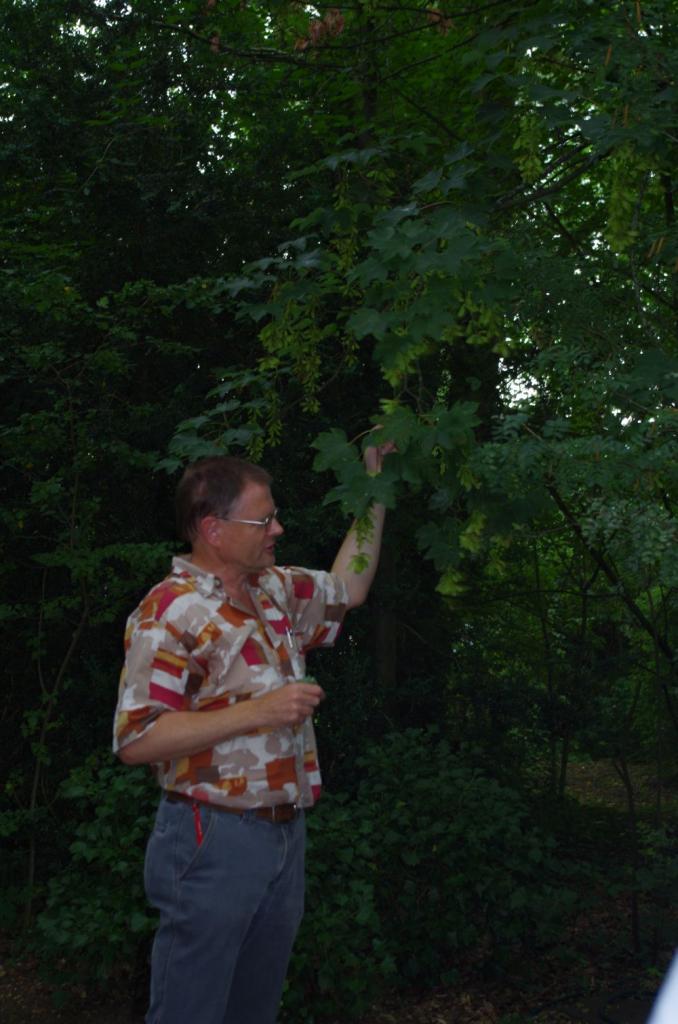 Spitz- und Bergahorn blühen hintereinander und sind eine reiche Bienenweide.