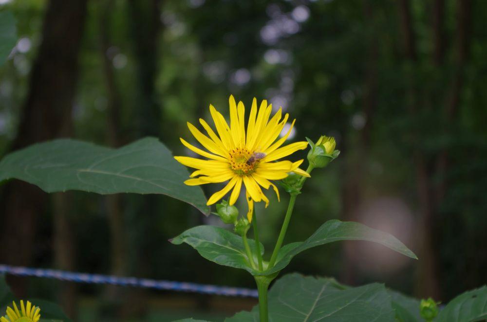 Die Durchwachsene Silphie blüht auf dem Gelände schon seit über 2 Jahrzehnten.