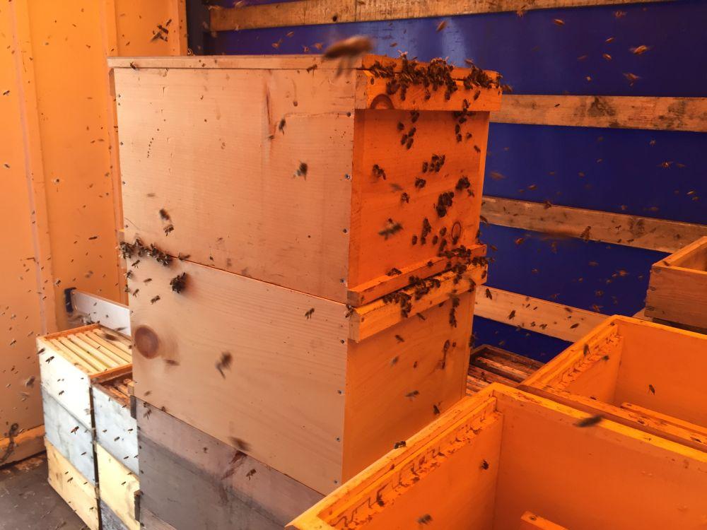 Da kommen die noch honigfeuchten Waben gerade recht und werden aus großer Entfernung gefunden...und blitzschnell wird Verstärkung rekrutiert um den Schatz zu bergen.