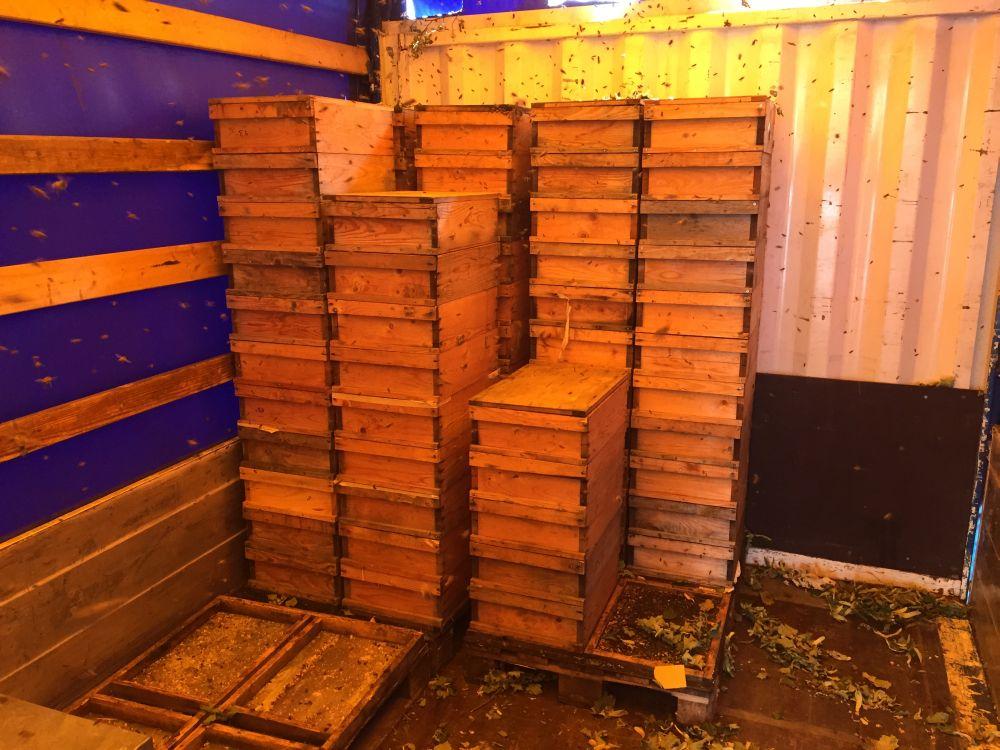 Der Inhalt vom Anhänger war aber auch zu verlockend: Dutzende leergeschleuderter Honigzargen und auf dem Boden verkleckerter Honig.