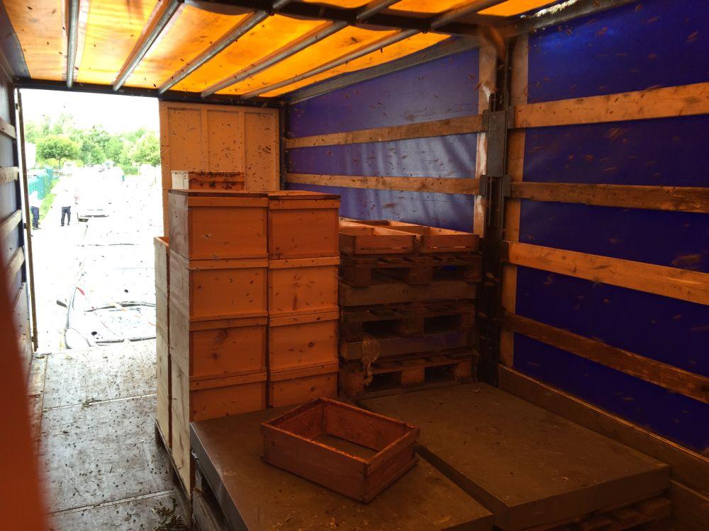 Polizei und Ordnungsamt konnten außer eine Absperrung nicht viel verrichten - für den Abtransport zu einer bienendichten Unterstellmöglichkeit fehlten Gerät und Wille.