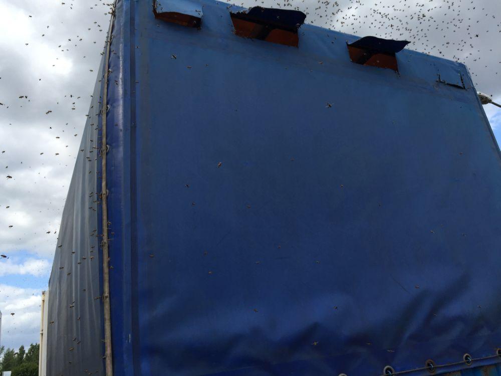 EIn einziges Schwirren...