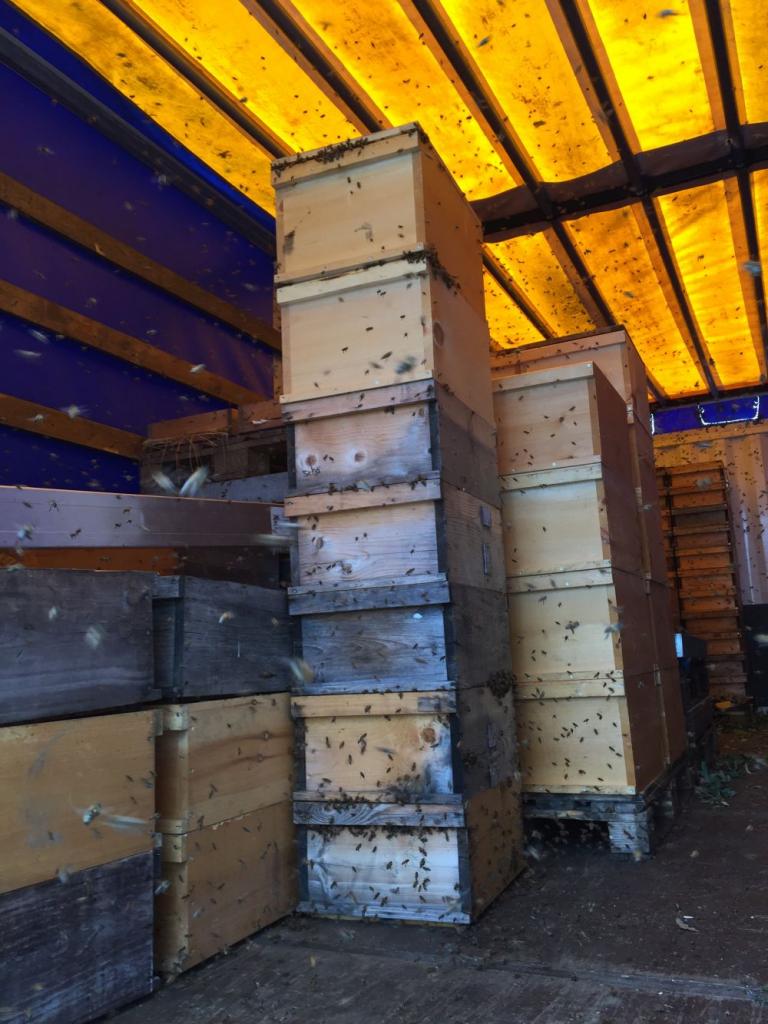 Ein solches, nicht-bienendichtes Lagern stellt eine Ordnungswidrigkeit dar da es die Verbreitung von Tierseuchen wie die Amerikanische Faulbrut fördern kann. Ein Imker, der in solchem Format imkert, sollte eigentlich die gute fachliche Praxis kennen und beherzigen!