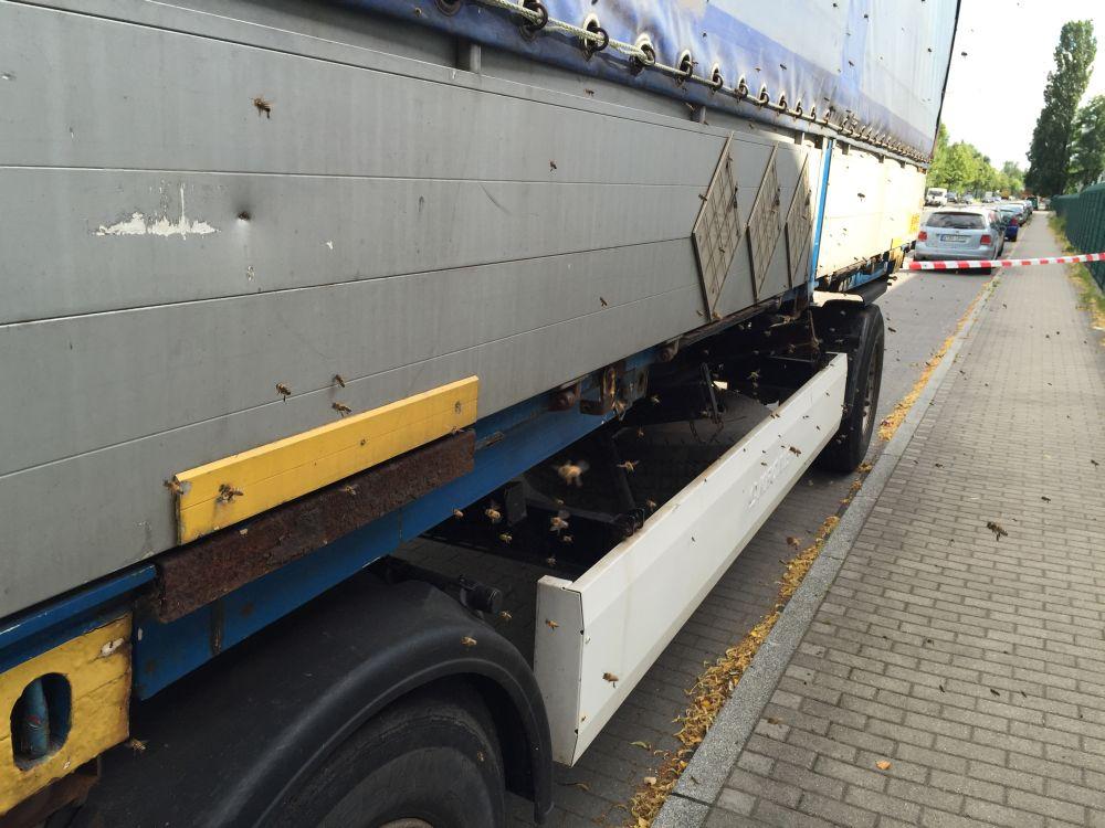 Hungrig suchen sie an allen Ecken und Enden nach Zugang.