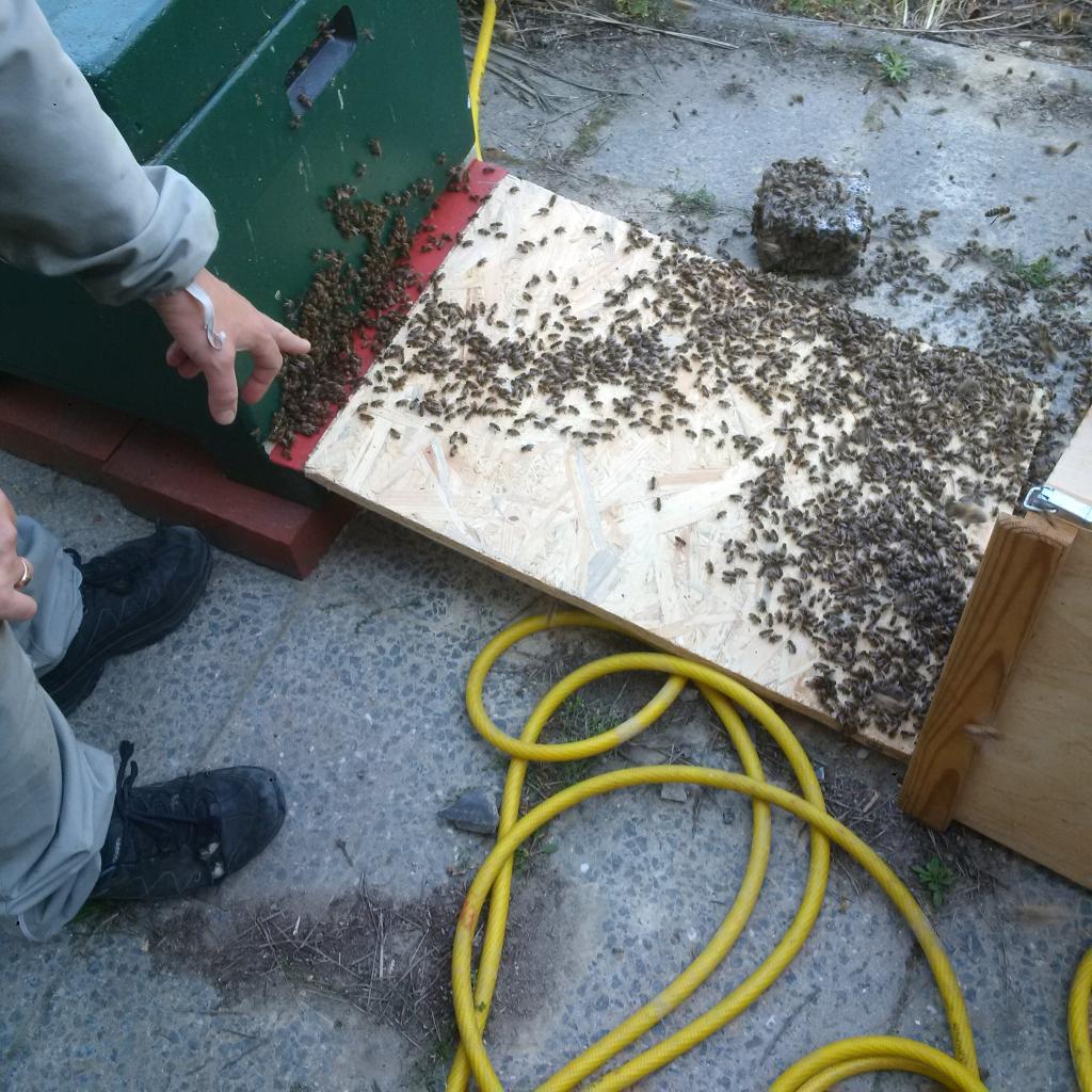 Doch ein Teil findet den Weg in die neue Behausung, die mit Rähmchen und Anfangsstreifen offenbar attraktiv genug ist.