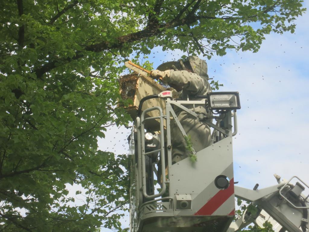 Schwarmfang mit Hilfe der Berliner Feuerwehr aus einem Straßenbaum auf Höhe des 3. Stocks (Bild: M. Kallenbach)