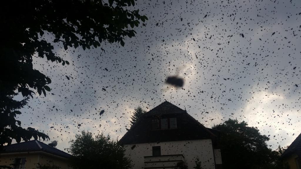 Schwarm im Flug &amp; Gegenlicht (Bild: M. von Orlow)