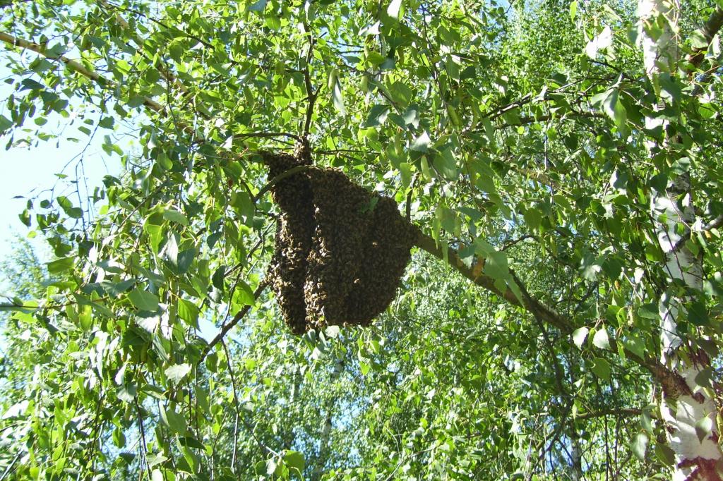 Schwarmfund und -fang in Buch (Bild: T. Volbracht)
