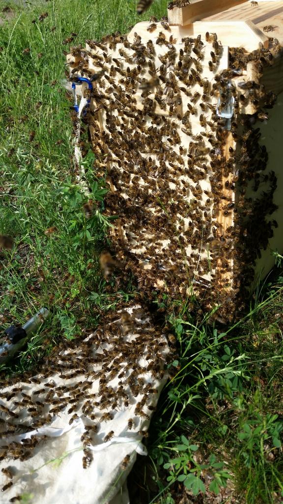 Schwarm wandert in die Schwarmfangkiste ein (Bild: M. von Orlow)