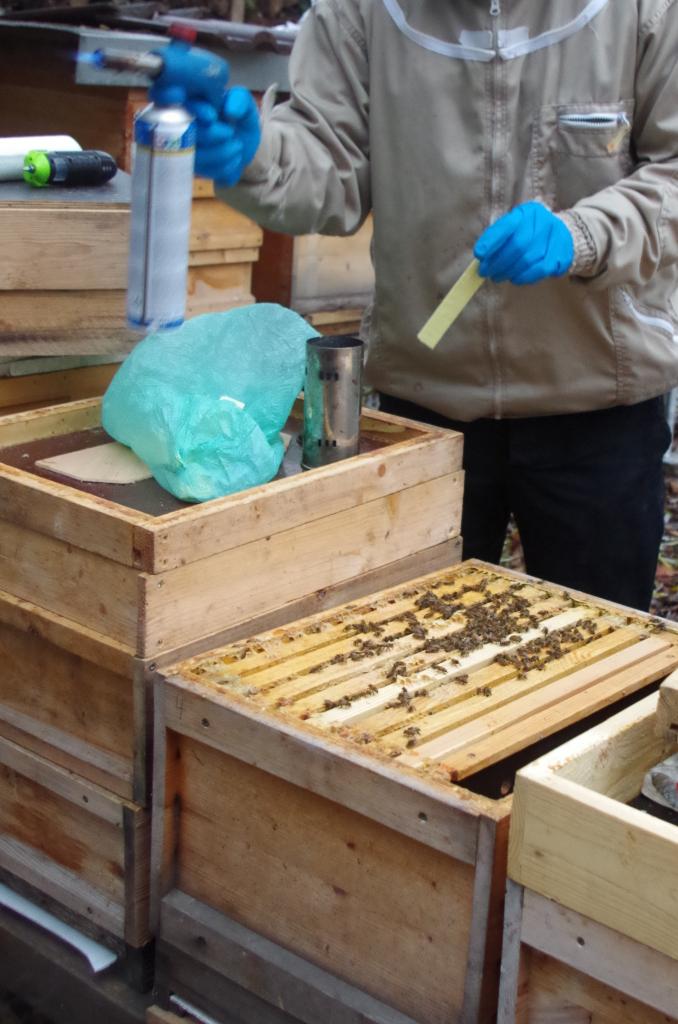 Die Schwefelstreifen werden angezündet und in einer Metalldose deponiert. Diese wird in eine Leerzarge auf/unter das Volk gestellt.