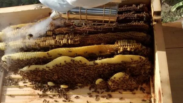 <a href="/profile-mitgliederprofil/314">Wesensgemässe Bienenhaltung in der Bienenkiste</a>