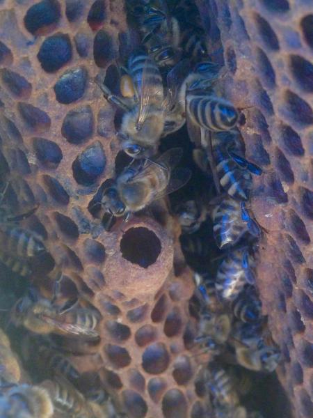 <a href="/profile-mitgliederprofil/314">Wesensgemässe Bienenhaltung in der Bienenkiste</a>